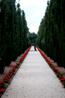 The tree and the path