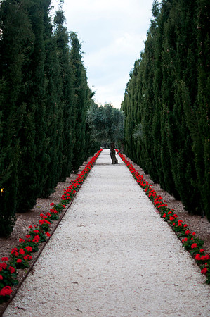 The tree and the path
